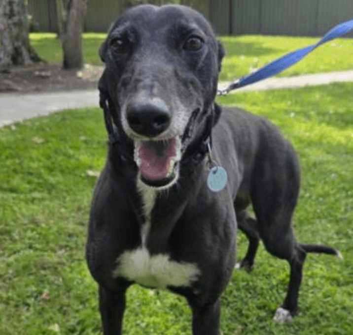 Photo of Dana Olive (Olive)