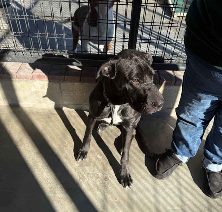 Photo of Lolo (Lorax)