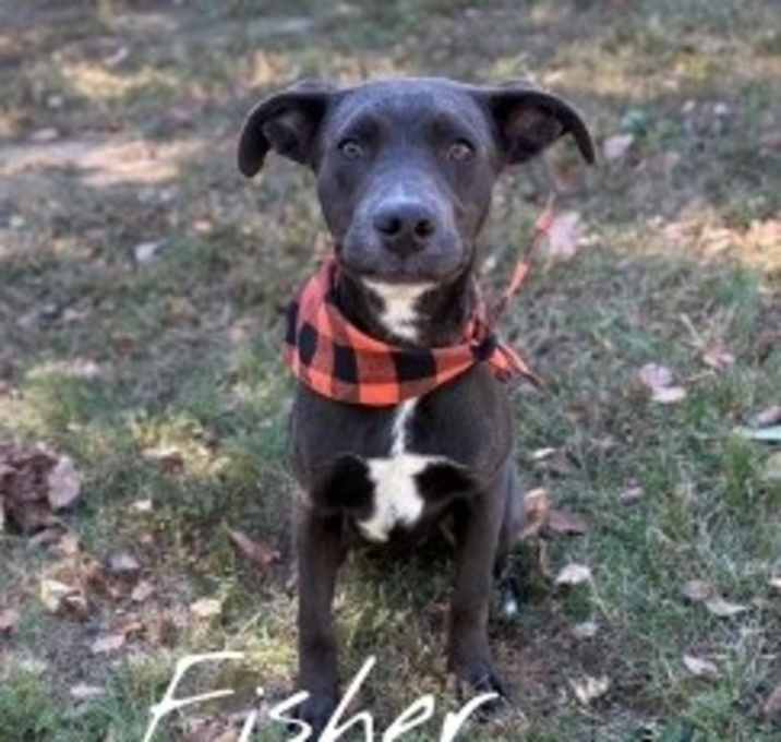 Photo of Fisher 126182