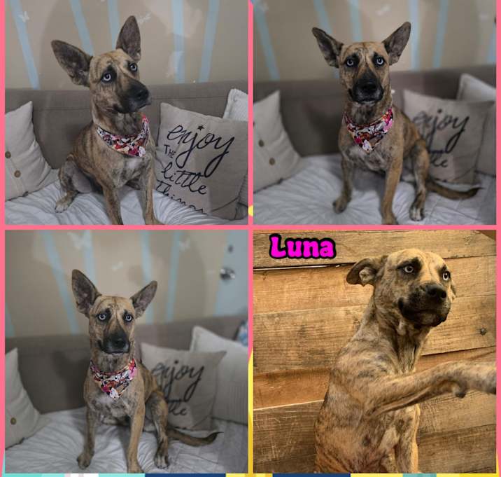 Photo of LUNA
