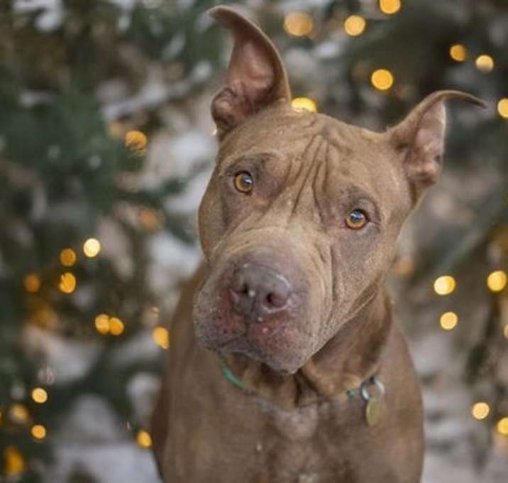 Photo of MRS NESBITT