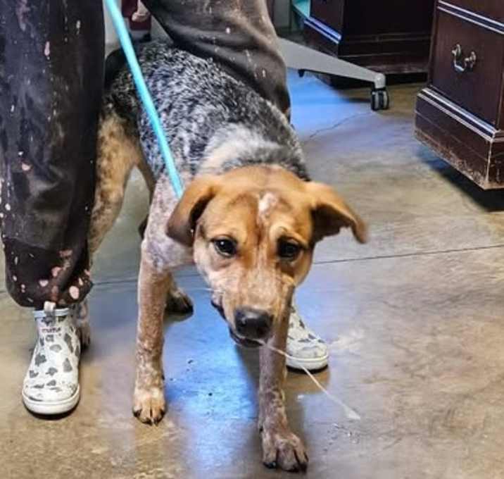 Photo of 251212KK071 - Callaway 