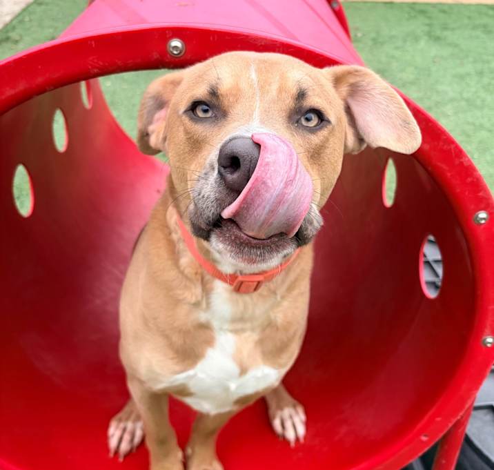 Photo of Bucky (Sponsored Adoption Fee)