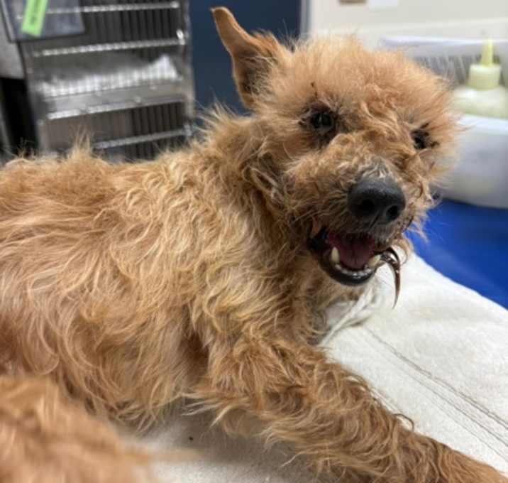 Photo of Mayor FOSTER