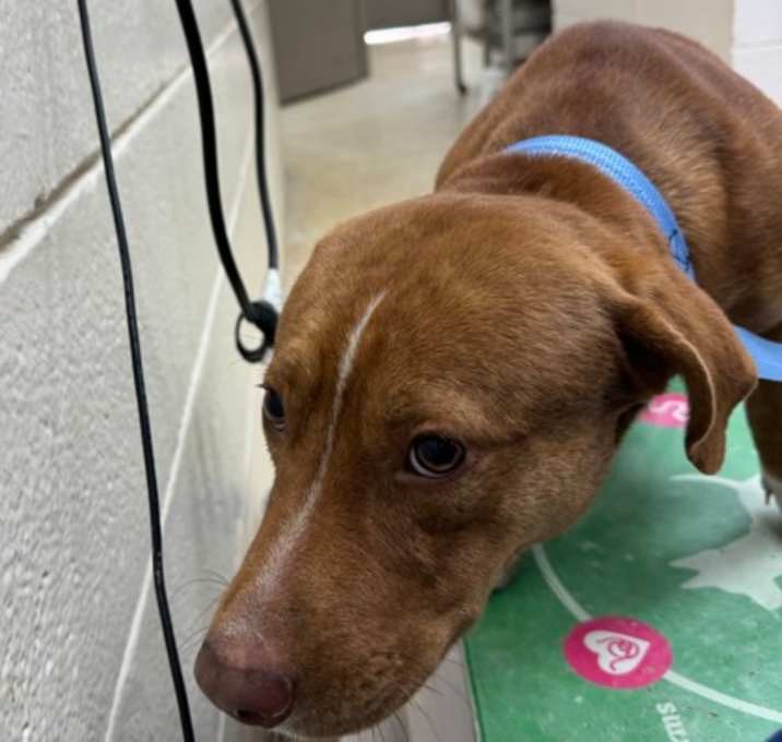 Photo of Santa's Elf