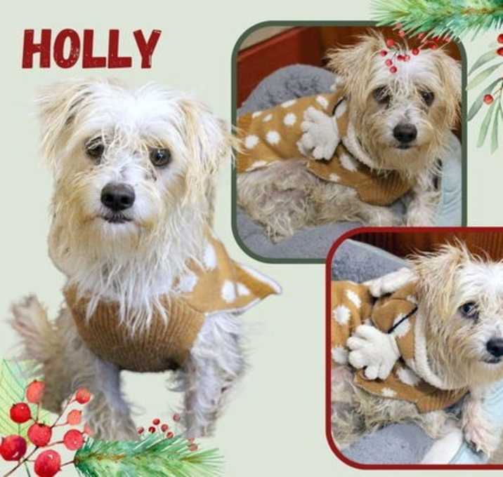 Photo of Holly