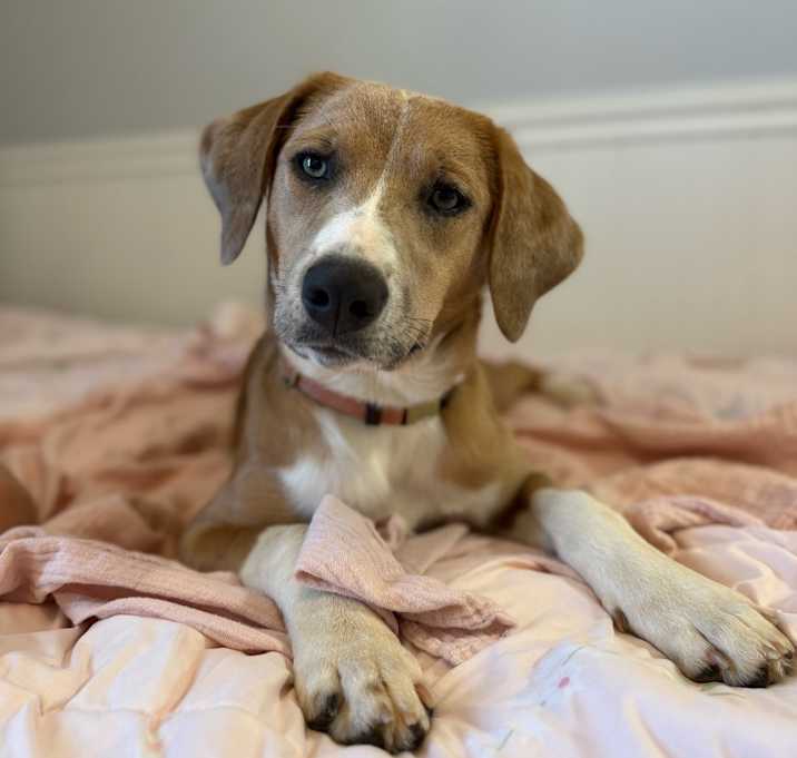 Photo of Merida Lancaster