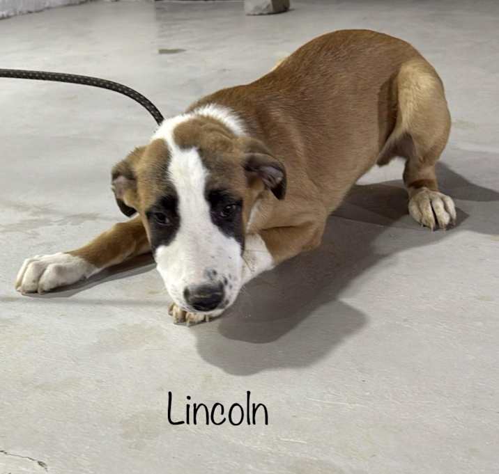 Photo of Lincoln