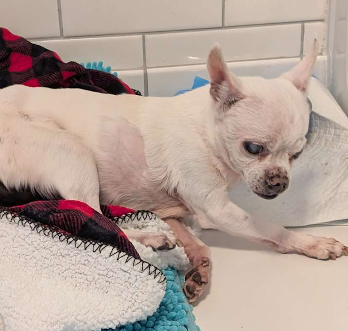 Photo of Cilantro (IL) snuggler!