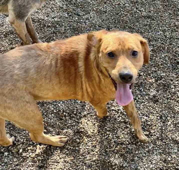 Photo of PRINCESS PEE