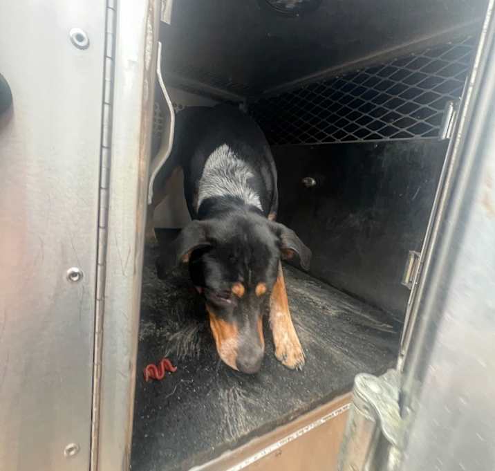 Photo of Sweet Prince of Floyd