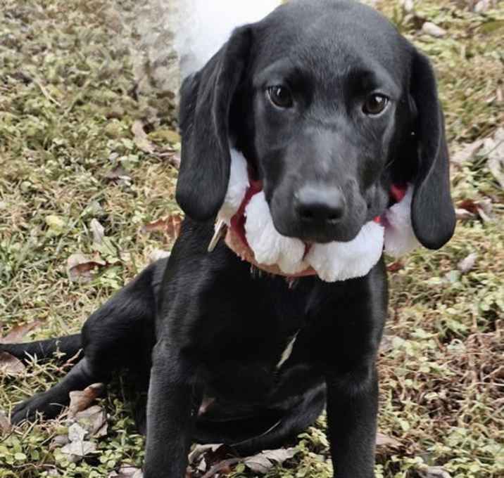 Photo of PUPPY IDGIE