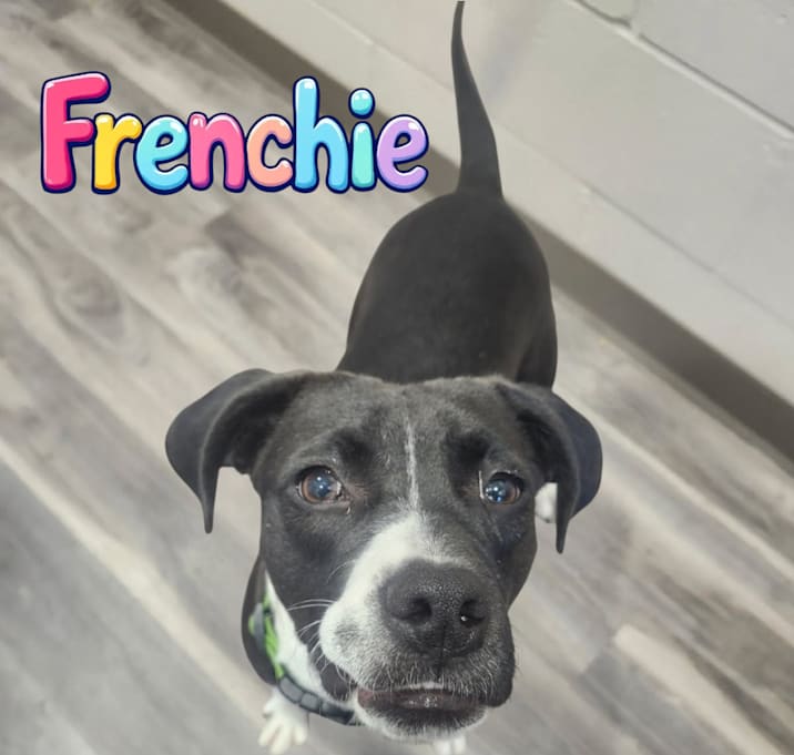Photo of Frenchie