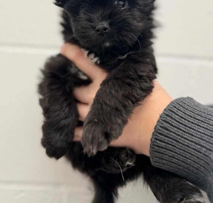 Photo of Gene Simmons