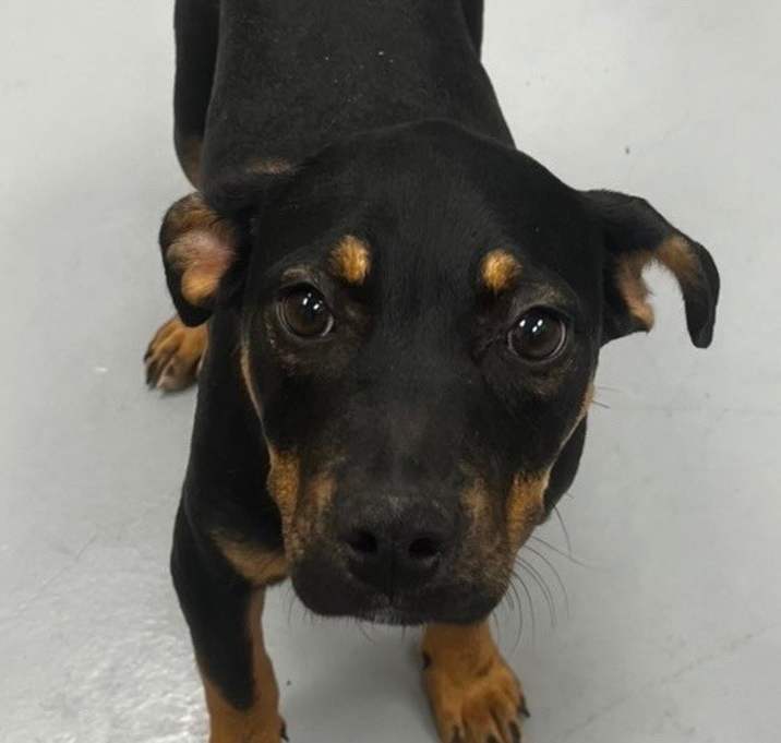 Photo of Lola (Looney Tunes x3)