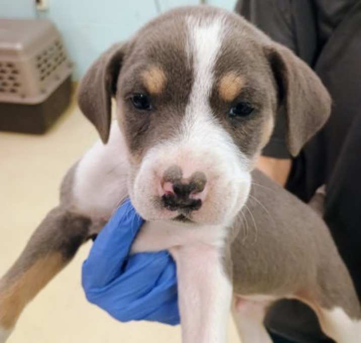 Photo of Detroit OTCL3 12/12/25