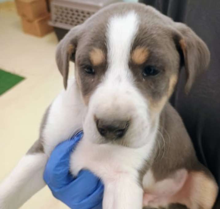 Photo of Demoine OTCL3 12/17/25