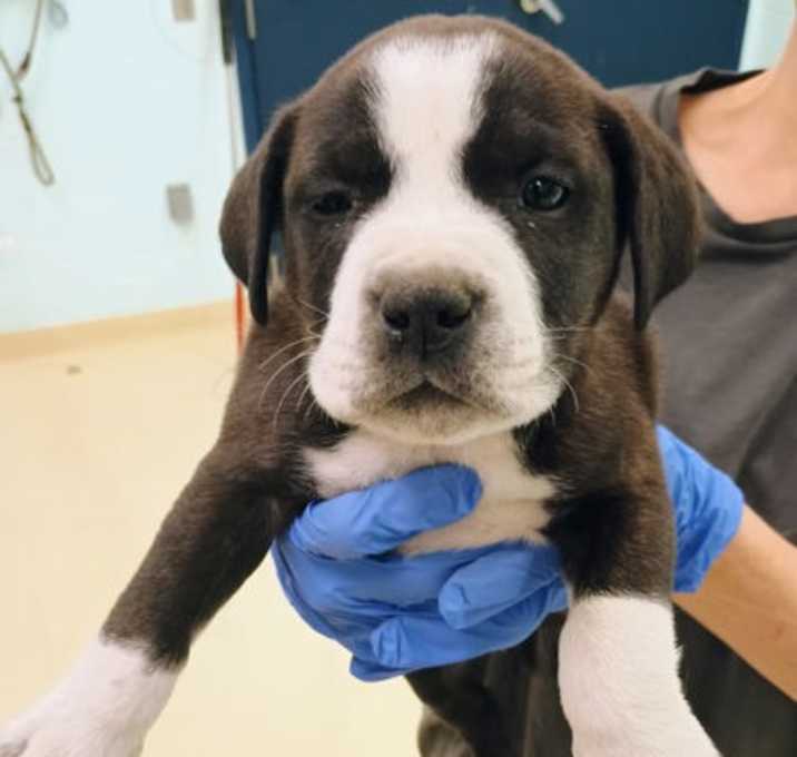 Photo of Denver OTCL3 12/12/25