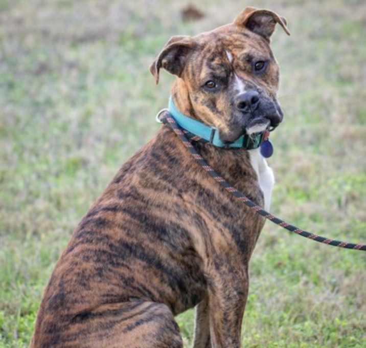 Photo of F25 FC 1036 Tigger