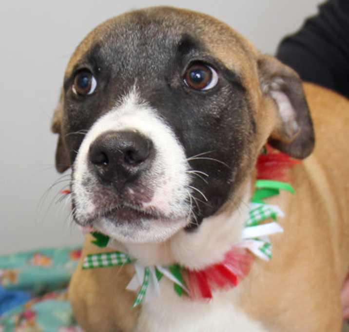 Photo of Thistlewhite