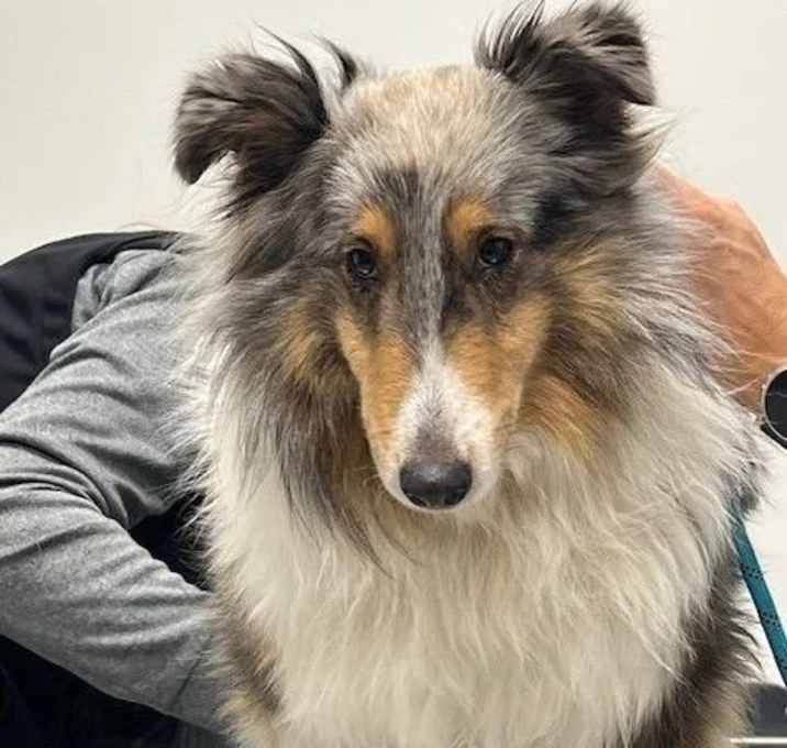 Photo of Hannah adoption pending