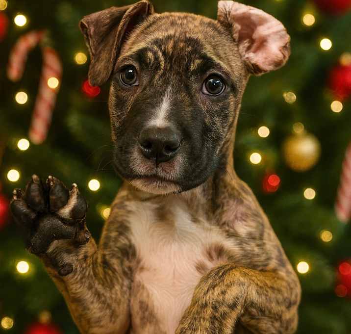 Photo of Raspberry Croissant