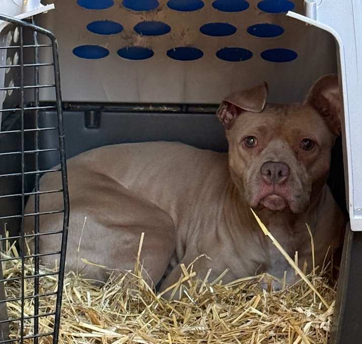 Photo of TUSC-Stray-82896