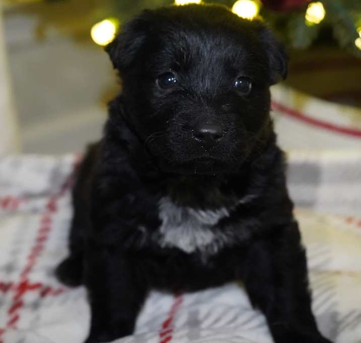 Photo of TUSC-Stray-82883_2