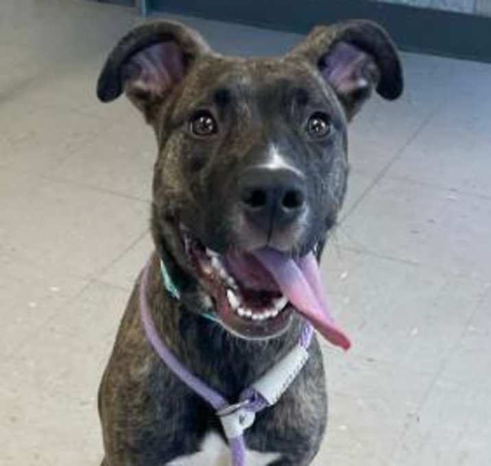 Photo of Ginger Snap