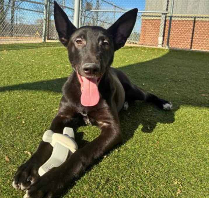 Photo of Kris Kringle