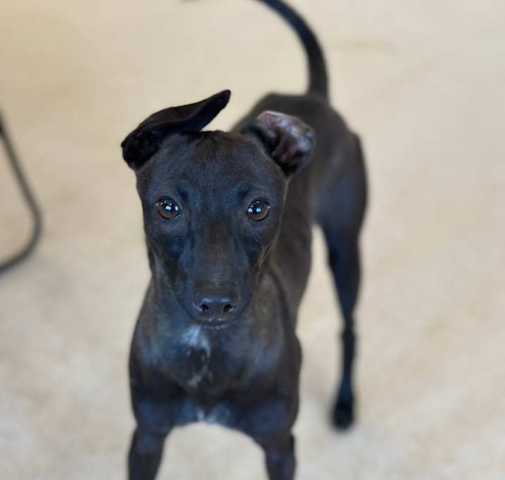 Photo of Little Blue