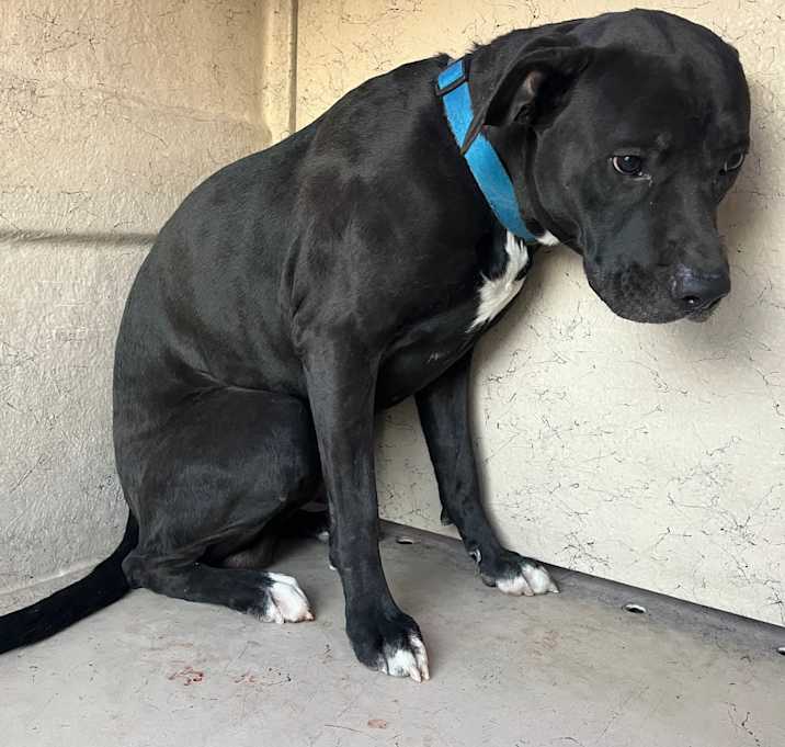 Photo of Stray - Racetrack