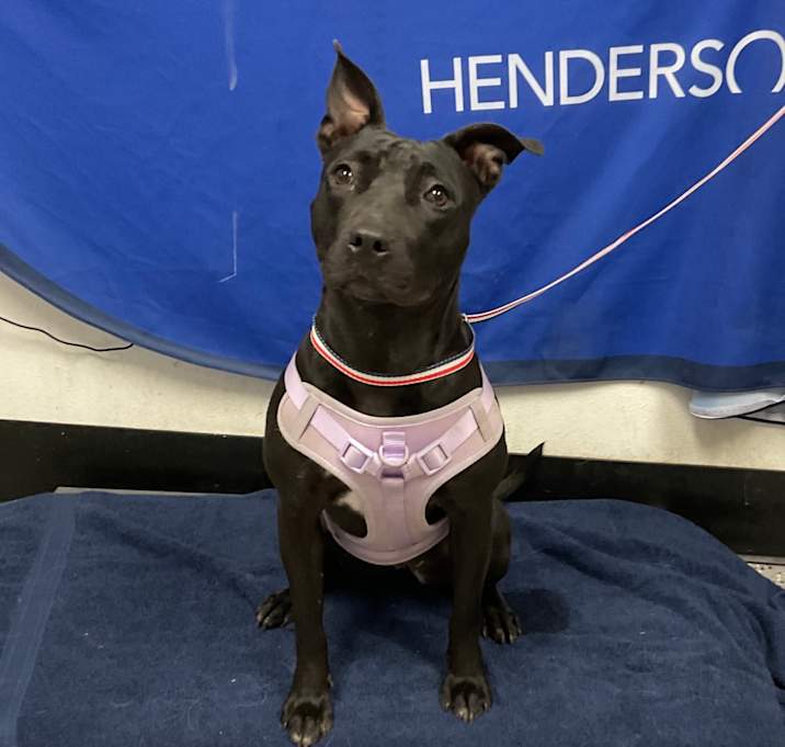 Photo of HACC-Stray-32266