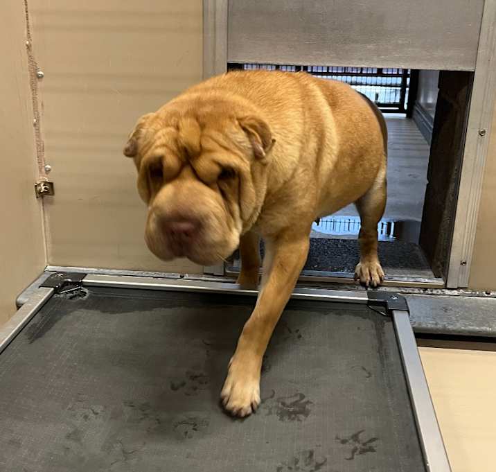 Photo of Dog on Kinknockie Way 2