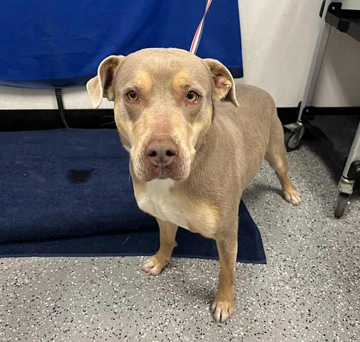 Photo of STRAY DOG ON Kinknockie