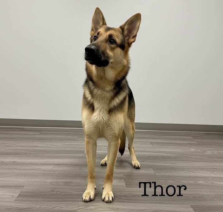 Photo of Thor