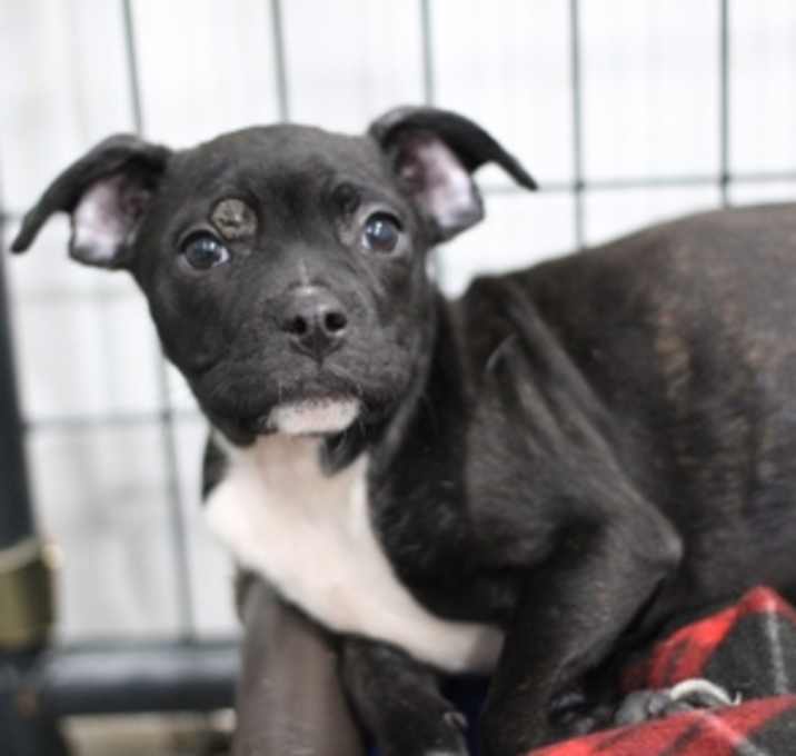 Photo of Augustus Maywho