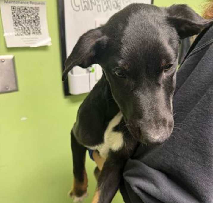 Photo of Cracker Candy