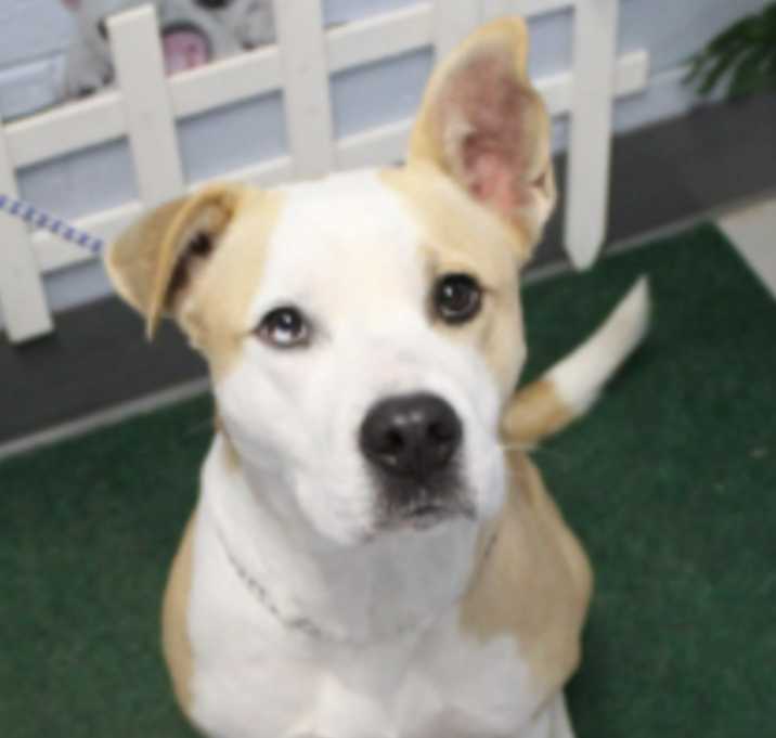 Photo of Lainey URGENT PLEASE HELP ‼️