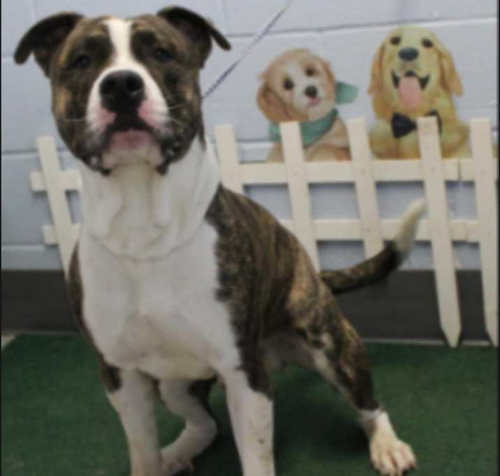 Photo of Jax URGENT HELP NEEDED‼️