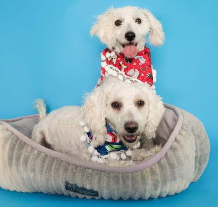 Photo of Noble & Majesty