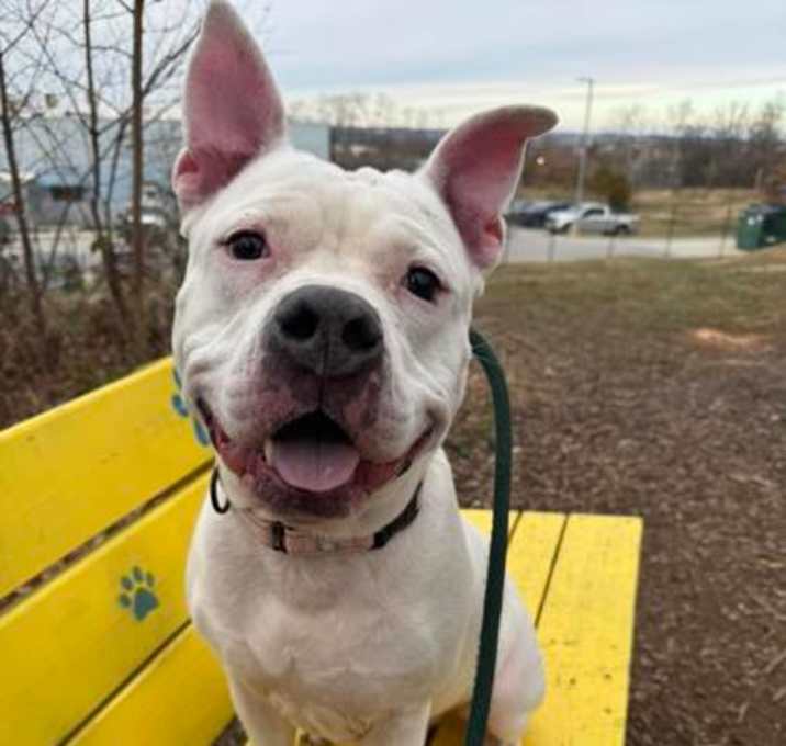 Photo of Gander (Bud)