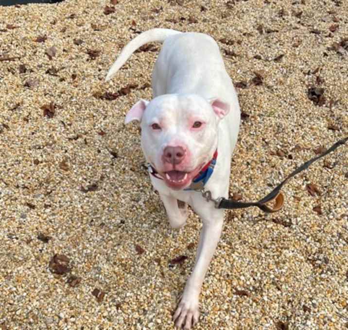 Photo of Sweet Beef (Foster/Adopt Only)