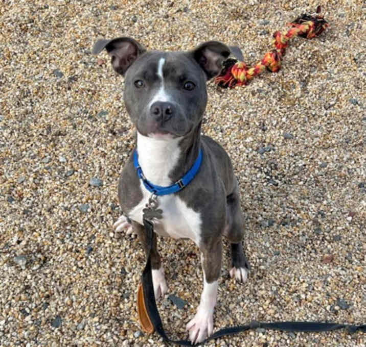 Photo of Cosette (Foster/Adopt Only)