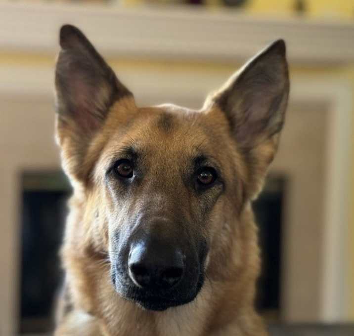 Photo of Sadie (Courtesy Post)