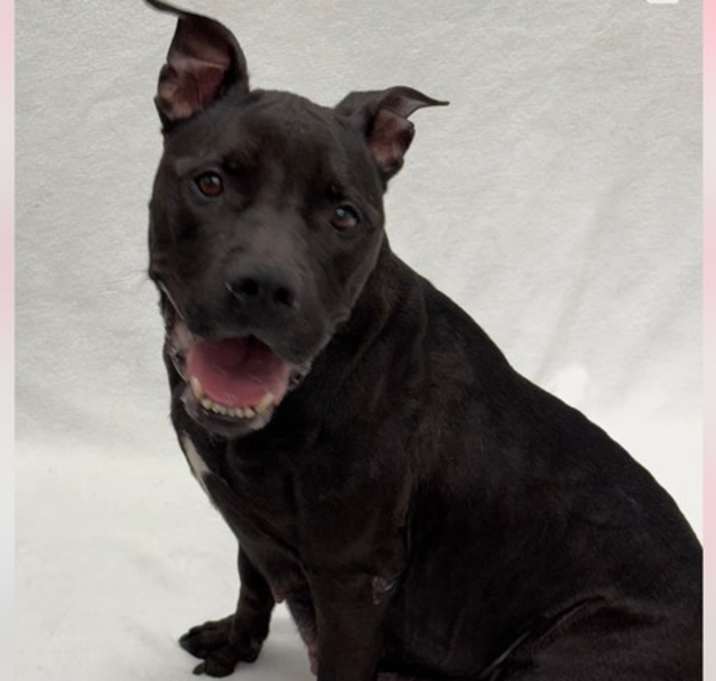 Photo of Betty BOOP!  (Cassidy 2025)