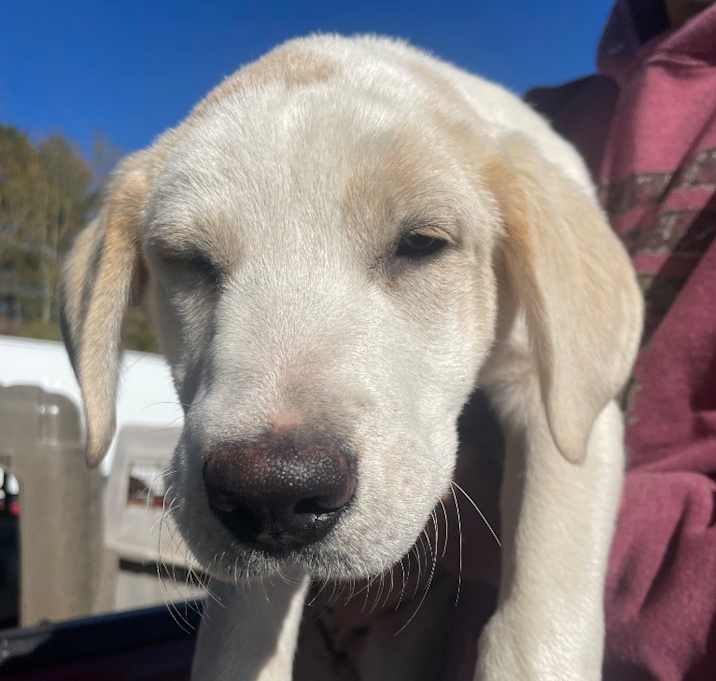 Photo of Yvonne (Yx7 litter)