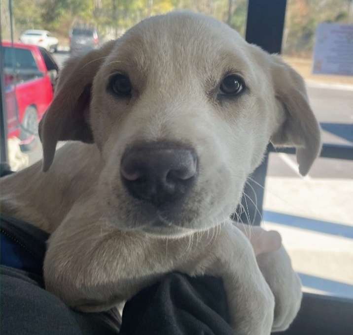 Photo of Yuri (Yx7 litter)