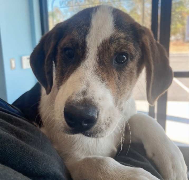 Photo of Yuki (Yx7 litter)