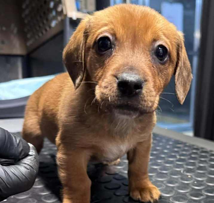 Photo of (en) Caboos *pending*